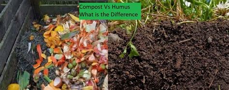 compost vs humus in garden