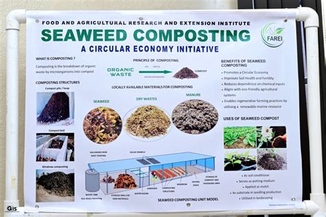 composting seaweed
