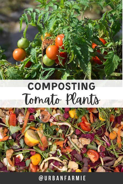 composting tomato plants