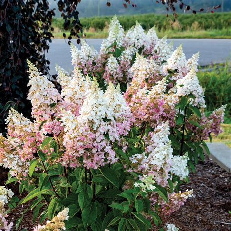 cone shaped hydrangea
