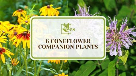 coneflower companion plants vegetables