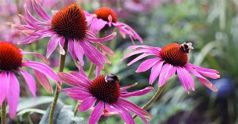 coneflower in shade