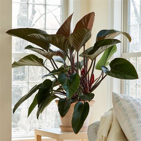 congo philodendron