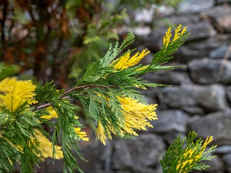 conifer flowering plant