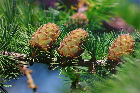 conifer flowering plant