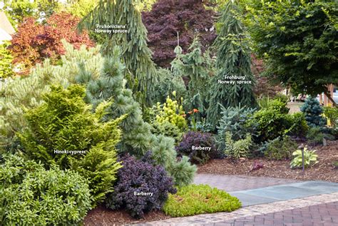 conifer garden