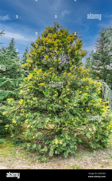 conifer with yellow tips