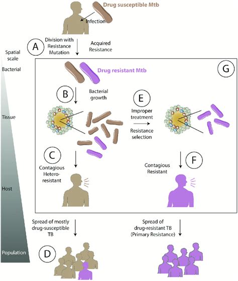 Consequences of Bacterial Mutations