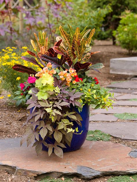 container foliage plants