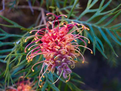 container grown grevilleas
