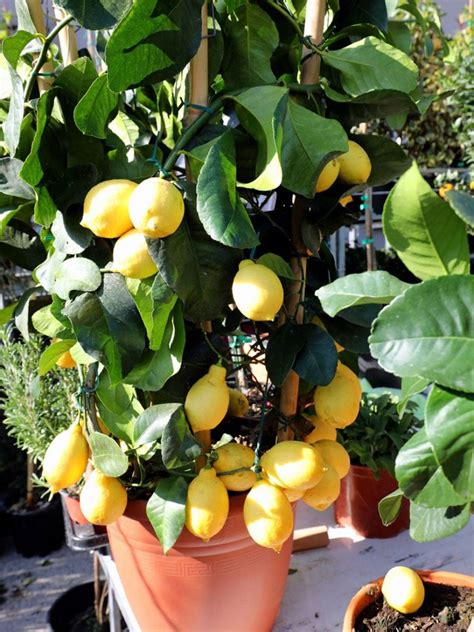 container grown lemons have gone soft