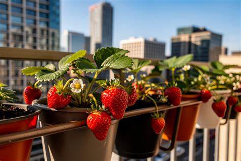 container grown strawberries