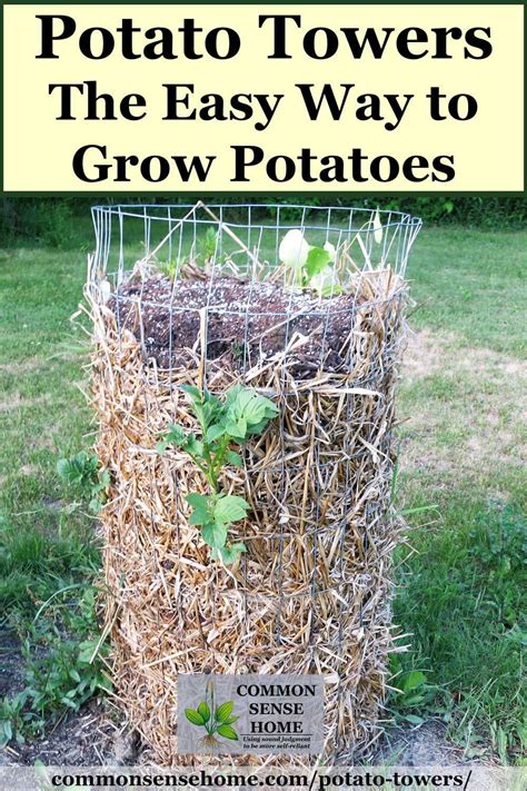 container ideas for growing potatoes