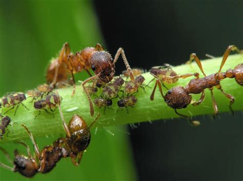 controlling aphids and ants