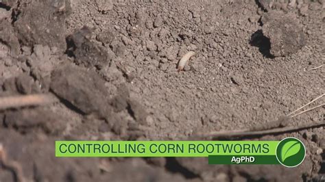 controlling corn rootworms