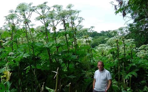 controlling giant hogweed