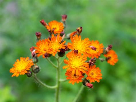controlling hawkweed plants