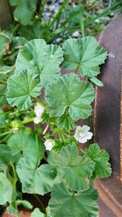 controlling mallow weeds