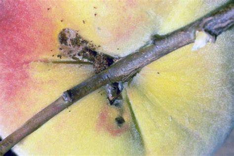 controlling peach twig borers