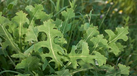 controlling prickly lettuce