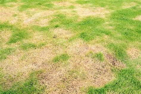 controlling sod webworms