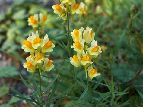 controlling toadflax plants