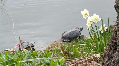 controlling turtles in gardens