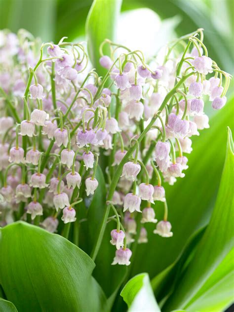 convallaria lily of the valley