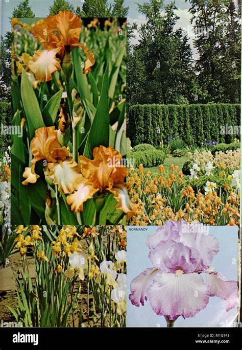 cooleys gardens