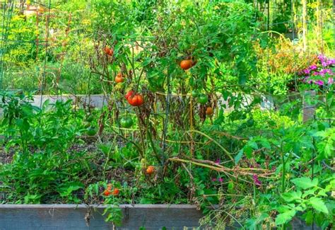 coplanting tomatoes