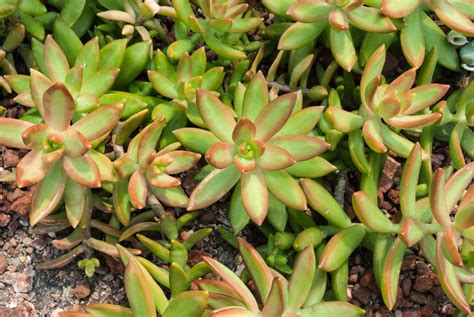 coppertone stonecrop plants