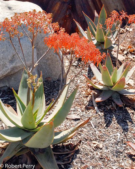coral aloe
