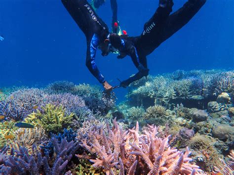 Illustration of coral reef conservation