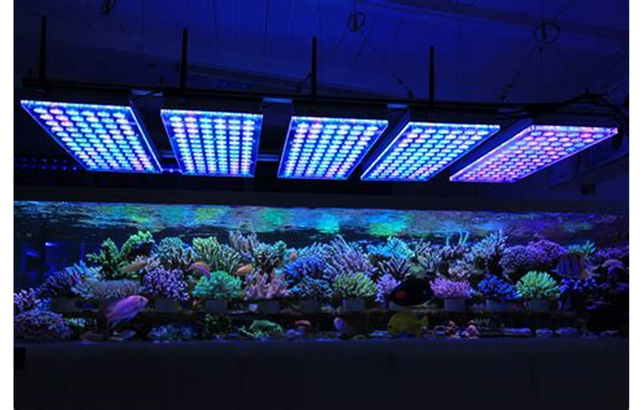coral reef lighting