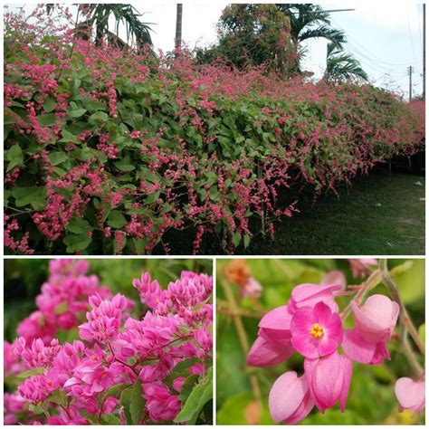 coral vine plant