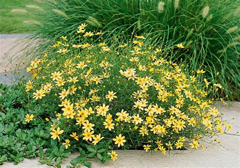 coreopsis moonbeam