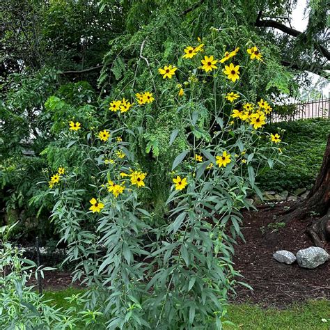 coreopsis tripteris