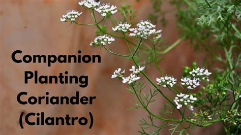 coriander companion plants