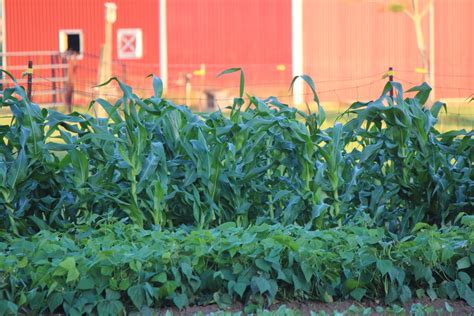corn planting companions