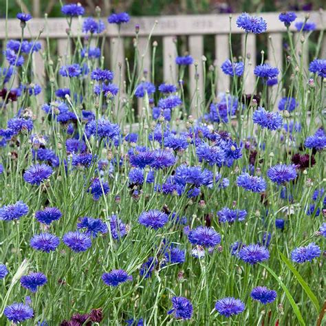 cornflower bachelor button