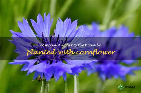 cornflower companion plant