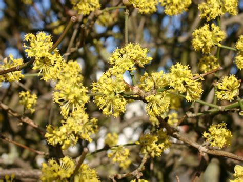 cornus mas