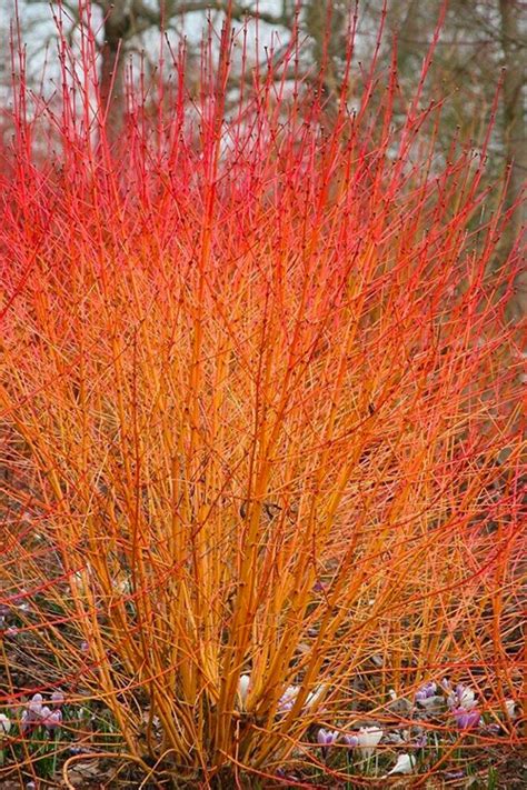 cornus sanguinea midwinter fire