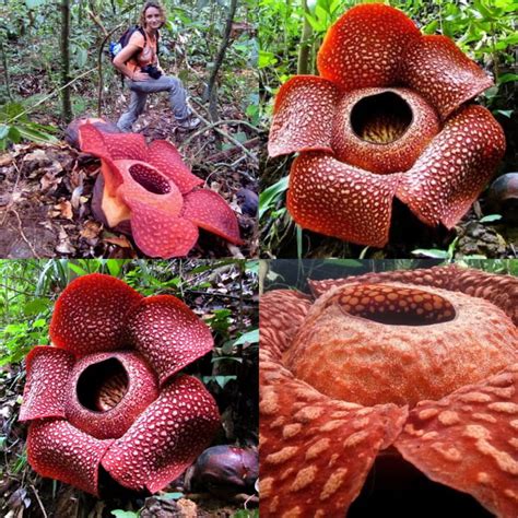 corpse lily flower