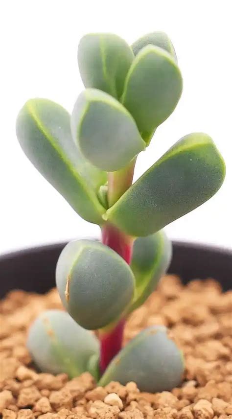 corpuscularia lehmannii care