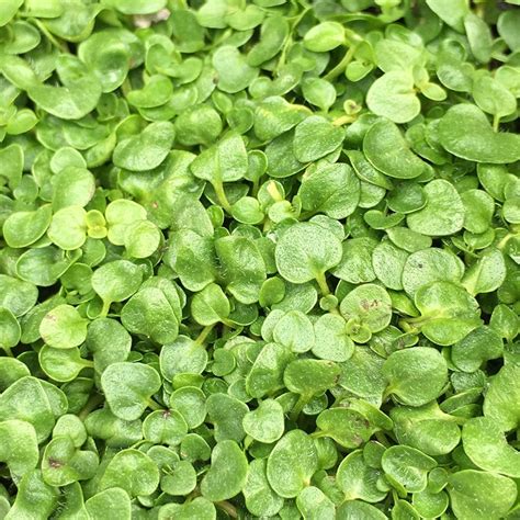 corsican mint