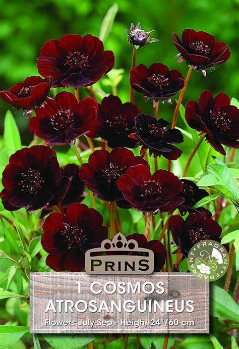 cosmos perennial