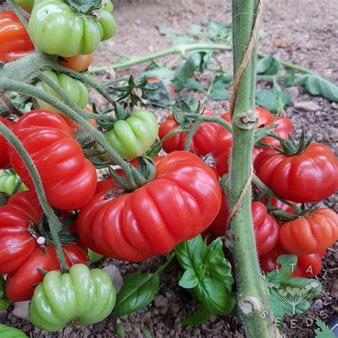 costoluto fiorentino growing tips