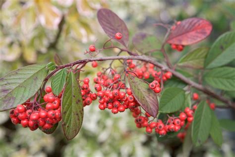 cotoneaster frigidus cornubia