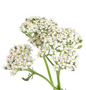cottage yarrow